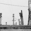 Питомники Тульской области саженцы: купить напрямую