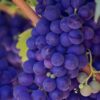 При закладке виноградника было высажено 574 саженца: секреты успешной высадки