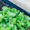 Южноуральский НИИ садоводства и картофелеводства: новейшие исследования