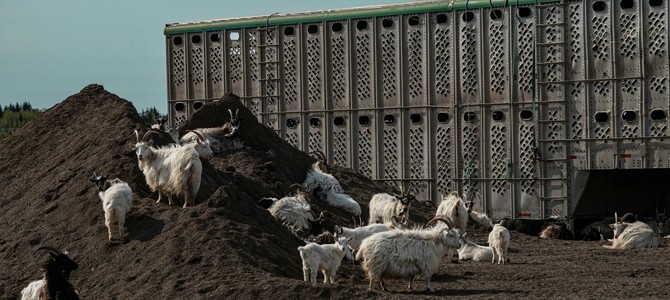 2. Современные требования к качеству продукции сельского хозяйства