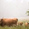 Уличные вольеры для собак в Москве от Строй Дачник