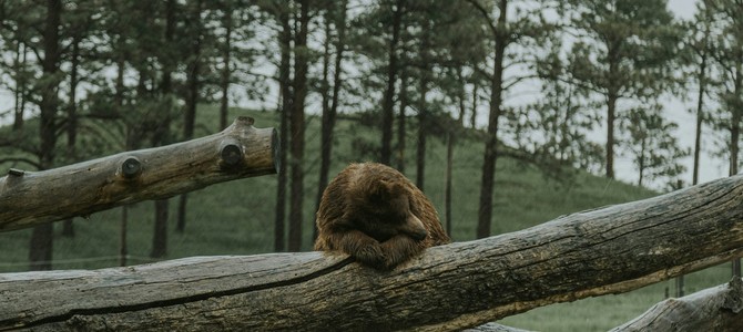 Роль растений-репеллентов в предотвращении нападения медведок