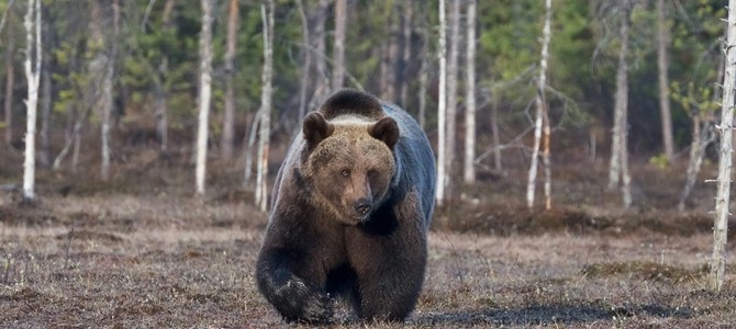 Применение натуральных отпугивающих средств на участке