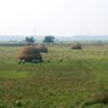 Растениеводство: ключевые понятия и термины