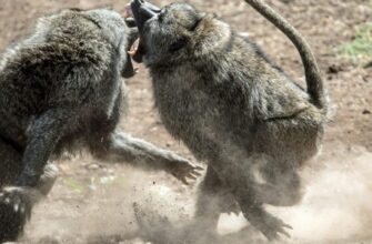 Табачная пыль применение в садоводстве отзывы: всё о вредителях и удобрении