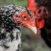 Вертикальное земледелие: современные технологии и высокие урожаи