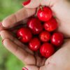 ТСХА саженцы: купить плодовые, ягодные, декоративные саженцы