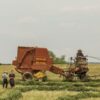 Саженцы совхоза Ленина: каталог для садов в Москве и Подмосковье