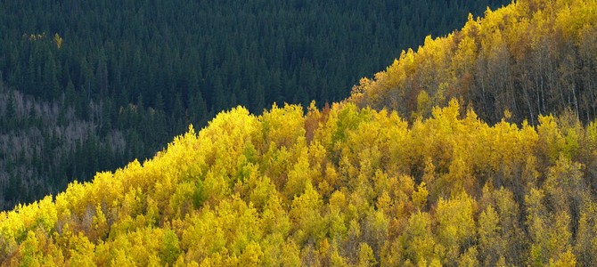 Популярные виды сосен в садоводстве с фото