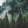 Купить саженцы сосны цена в Москве: низкие цены и широкий ассортимент