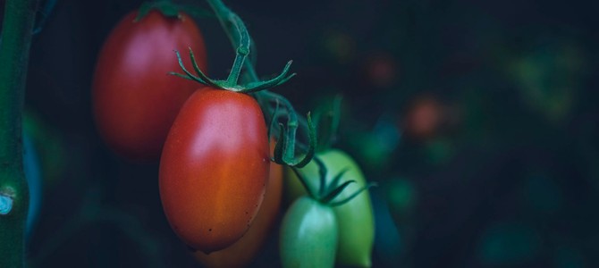 8. Бюджет и финансовые аспекты строительства садоводства