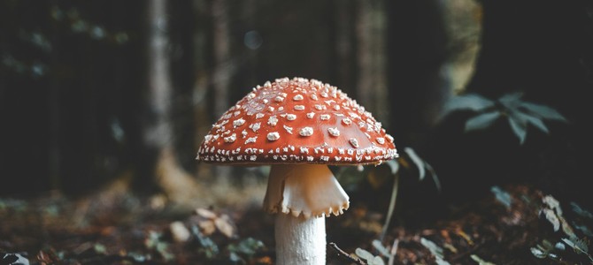 Зерновые культуры
