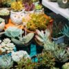 Саженец питомник Белоостров - купить растения и саженцы