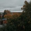 Купить саженцы в Бердске с доставкой: большой выбор от питомника