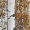 Спилить березу на дачном участке в Москве - лучшие цены