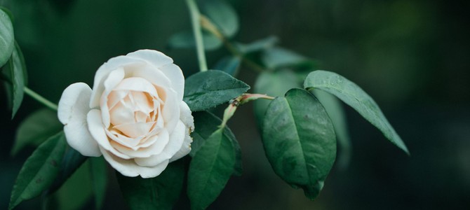 Способы борьбы с вредителями и болезнями роз