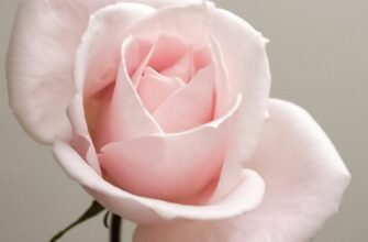 Высота саженца розы 10 см: как изменится высота через неделю?