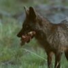Купить саженцы в Лисках: лучший выбор растений