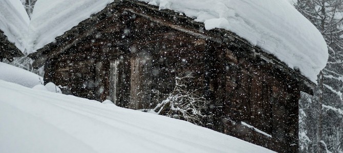 Качество посадочного материала