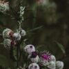 Купить саженцы ДНР в Донецке - акции и скидки