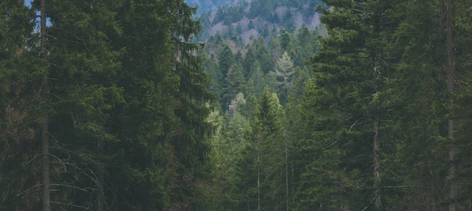 Самые востребованные сорта саженцев кустарников