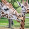 Купить саженцы плодовых деревьев в Крыму - лучшие цены и выбор