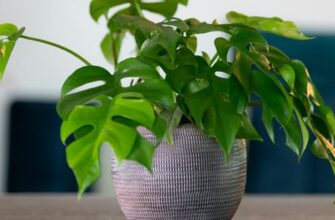 Сколько можно держать саженцы в воде и как сохранить их до посадки?
