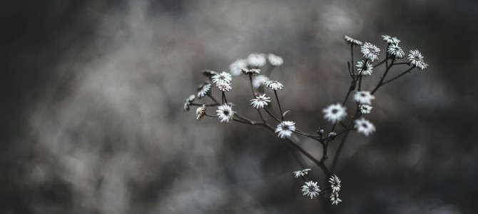 Главные ошибки при борьбе с сорняками и их исправление